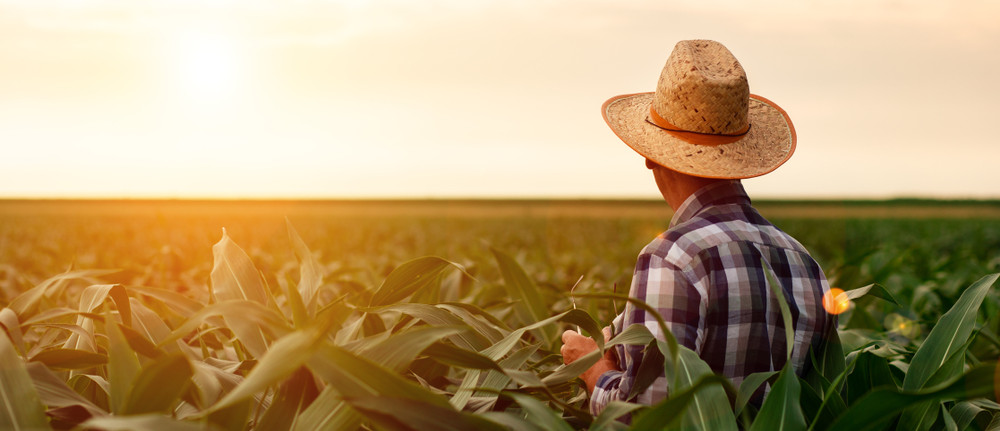 Image of a farmer looking at his crops during sunset