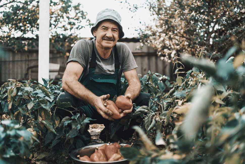 Agricultor cosechando pimentones
