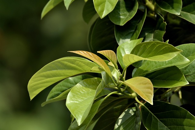 Image of green leaves of a plant