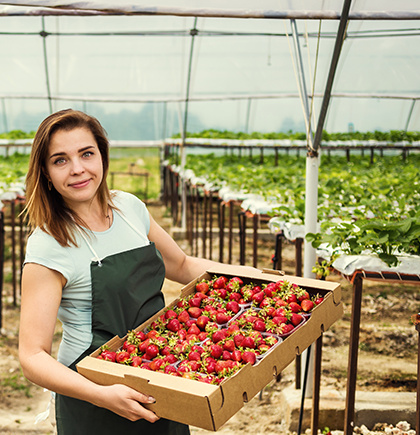 Strawberries