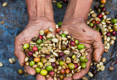 Hands holding seeds