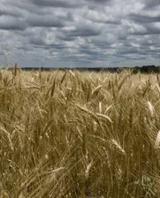 golden-wheat-fields-in-fran-picture-id538409927.jpg
