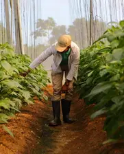 Apoyo a productores.jpg