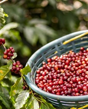 Harvesting coffee in the fields