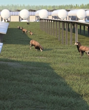 Green hydrogen and solar plant with livestock