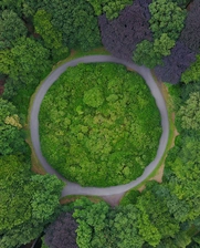 Circular road in forest