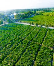 Barbancourt cane fields in Haiti