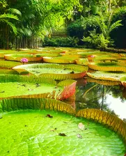 Amazon plant