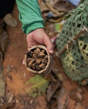 Seeds in a person's hands