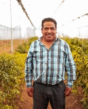 Image of a Latin American farmer working at a greenhouse farm