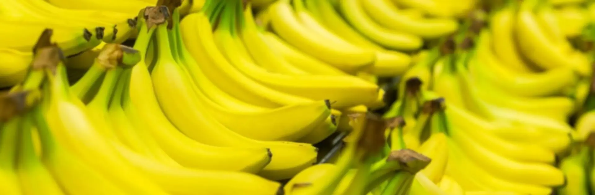 platano_banner.jpg