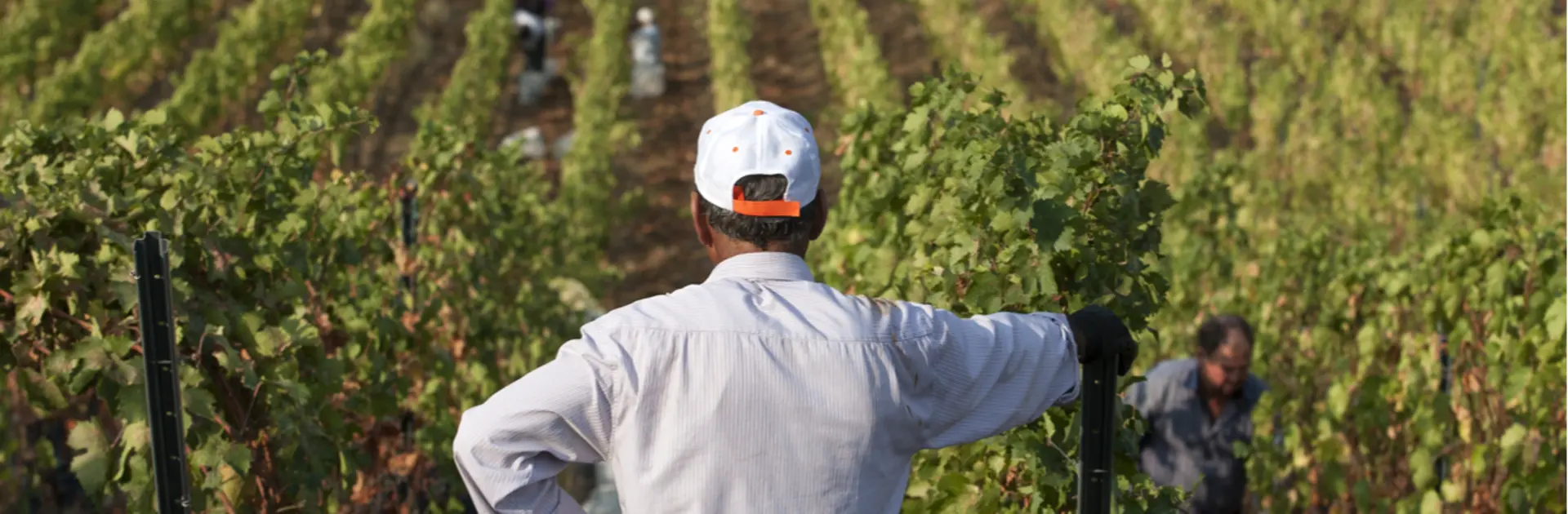 farmer vineyard.png