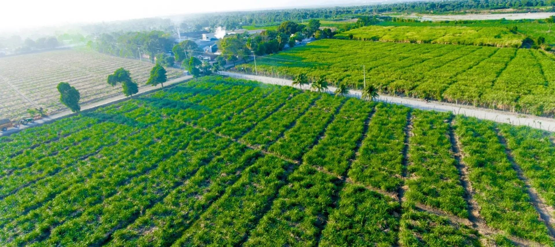 Barbancourt cane fields in Haiti