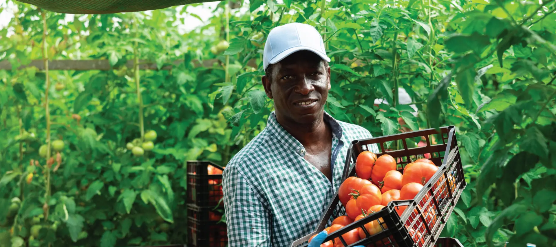 Image of a tomatoes farmer
