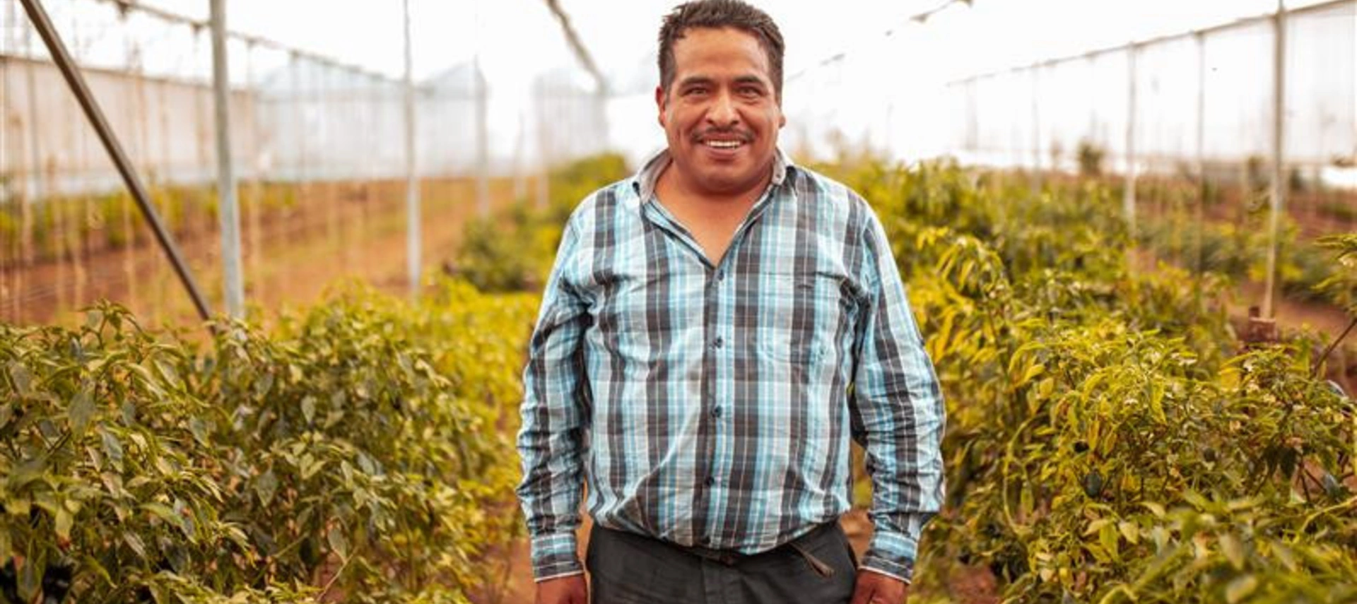 Image of a Latin American farmer working at a greenhouse farm