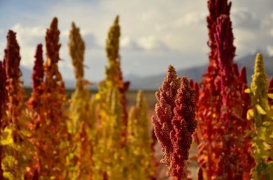 The best of 2015: Quinoa a super-food and super-solution to food security