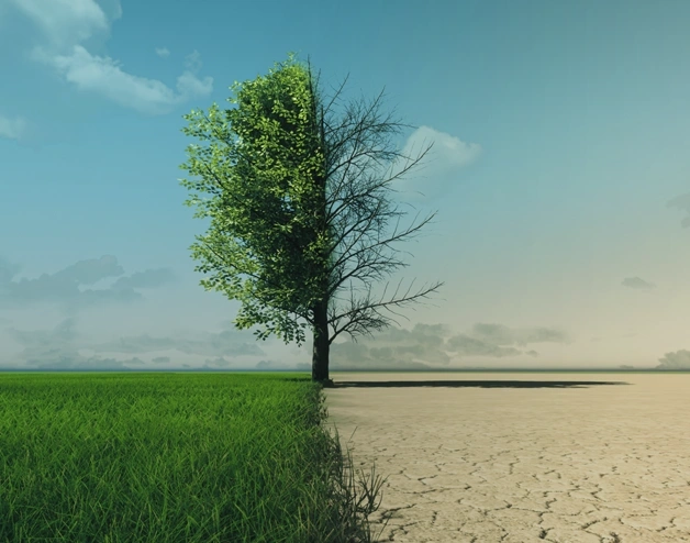 Image of a tree at the center, with a desert on its right side and a green field on its left side.