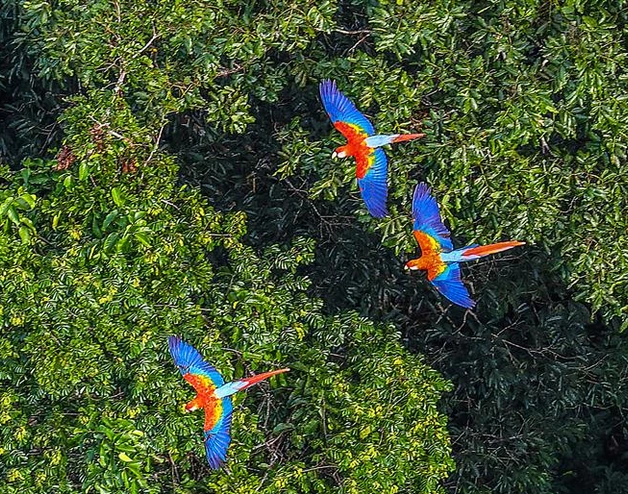 Macaws flying over the Amazonian rainforest