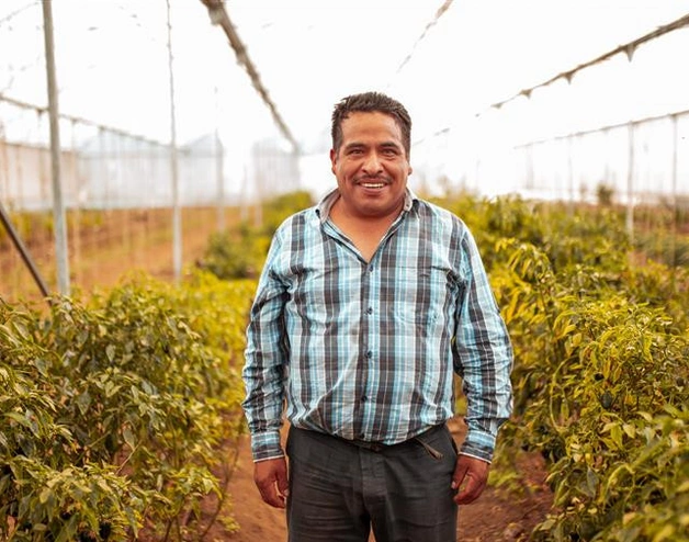 Image of a Latin American farmer working at a greenhouse farm