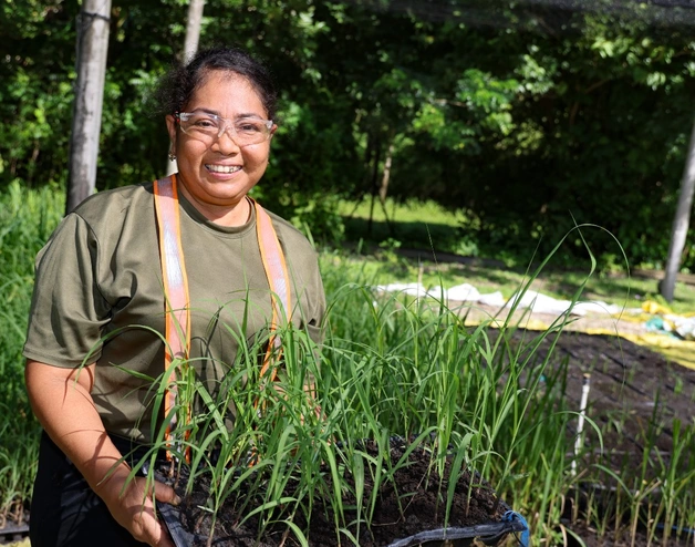 Una mujer está de pie al aire libre sosteniendo una bandeja con plántulas verdes jóvenes, rodeada de hileras de plantas en un vivero o entorno agrícola, con árboles y luz solar al fondo.