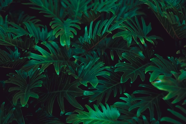 Photo of rainforest foliage