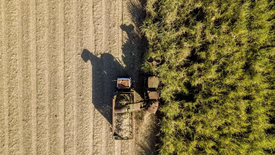 Sugar cane fields in Guatemala. Photo credit: iStock.