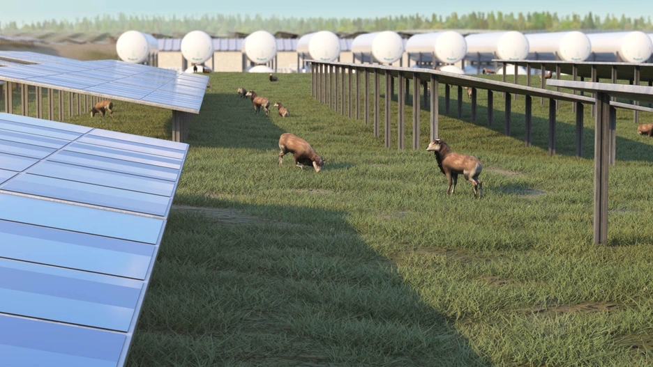 Green hydrogen and solar plant with livestock
