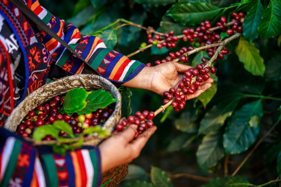 Image of a woman growing coffee beans