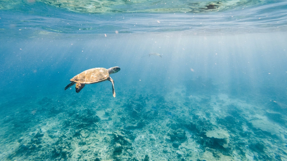 Image of a turtle swimming in the cristal clear ocean water