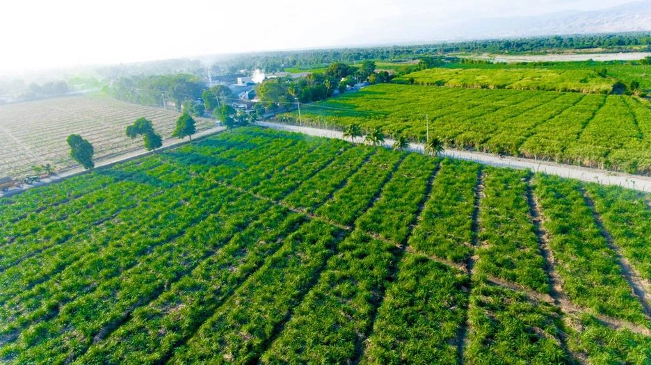 Barbancourt cane fields in Haiti