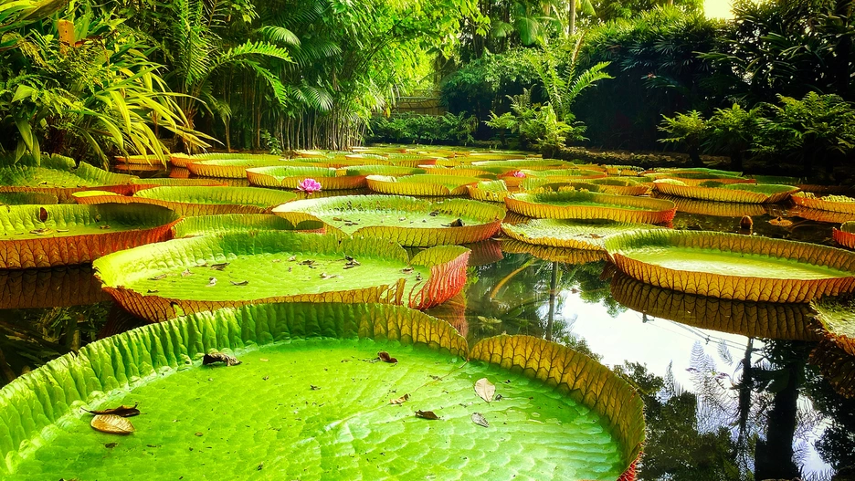 Amazon plant