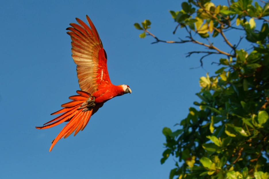 A macaw parrot in the Amazon jungle