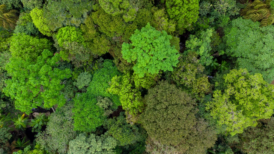 forest
