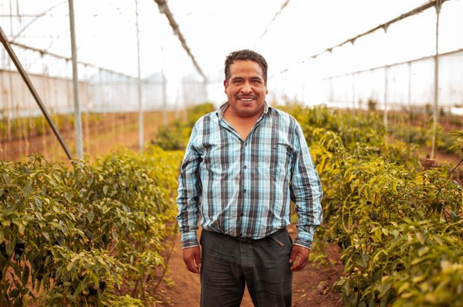 Image of a Latin American farmer working at a greenhouse farm
