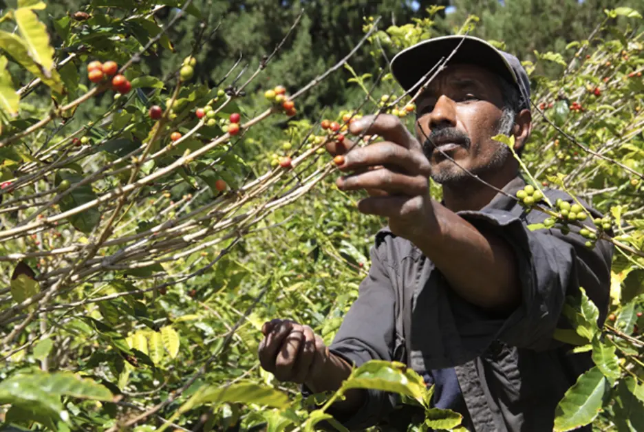 América Latina: La próxima despensa global